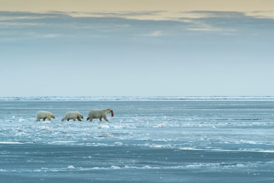 Arctic National Wildlife Refuge